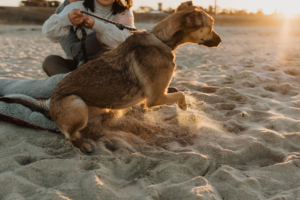 A dog at Tamarack Beach in Carlsbad California